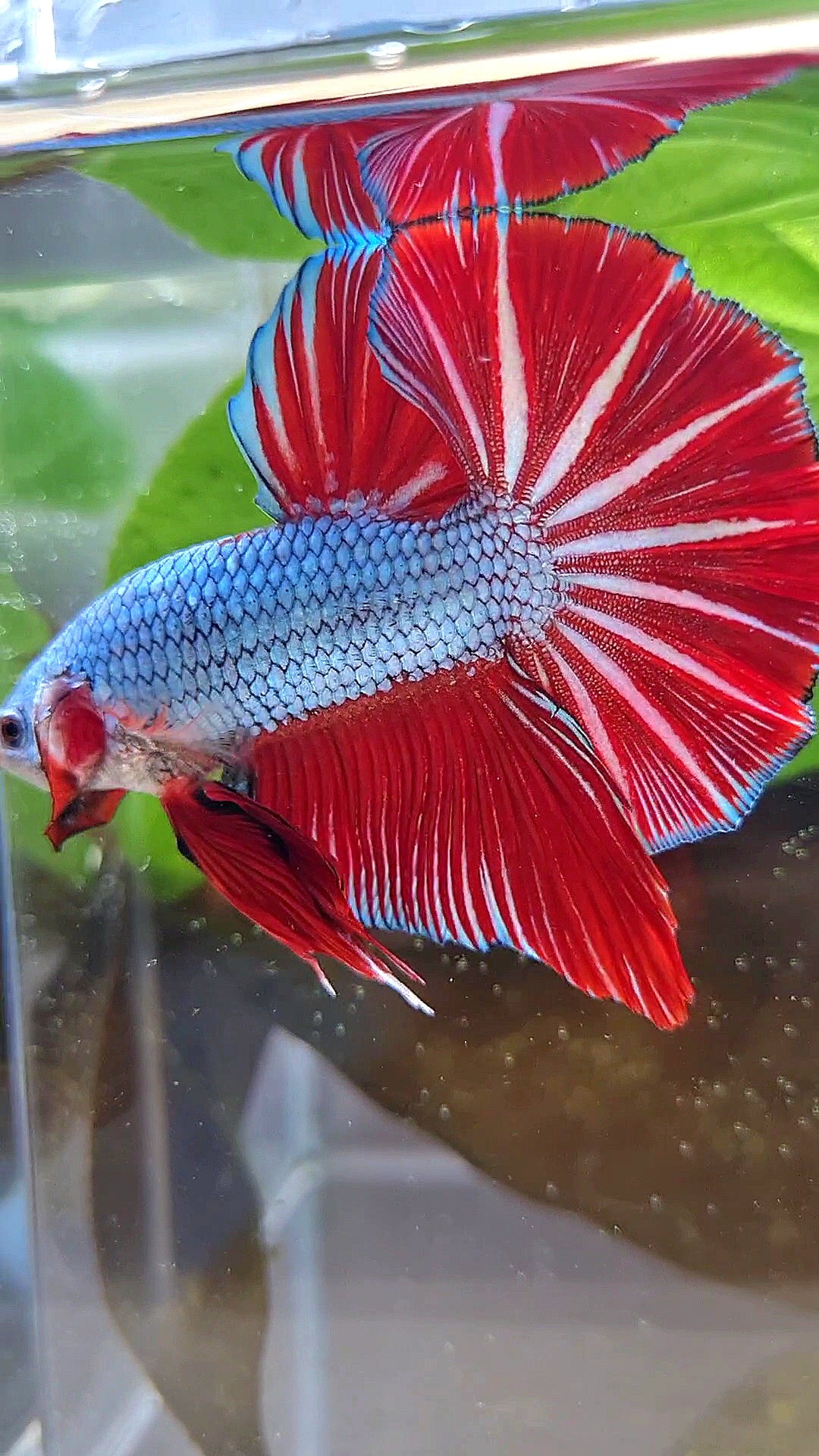 LUXURY GIANT HMPK BO 4,7CM+ BLUE DRAGON RED STARTAIL BETTA FISH