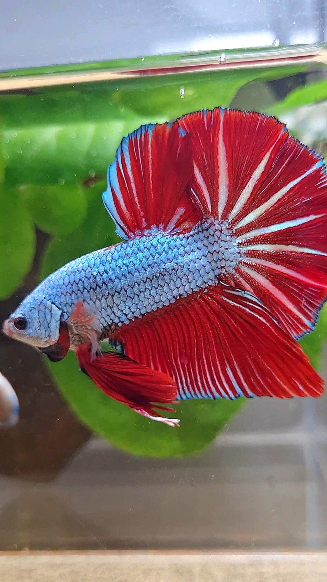 LUXURY GIANT HMPK BO 4,7CM+ BLUE DRAGON RED STARTAIL BETTA FISH