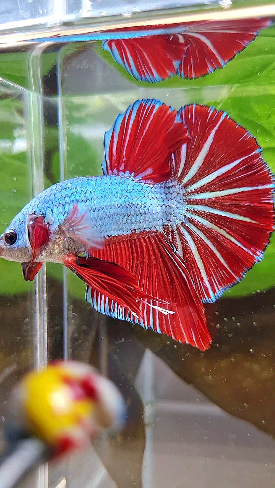 LUXURY GIANT HMPK BO 4,7CM+ BLUE DRAGON RED STARTAIL BETTA FISH