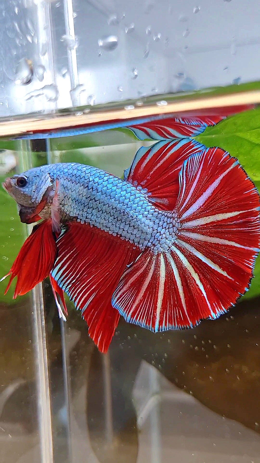 LUXURY GIANT HMPK BO 4,7CM+ BLUE DRAGON RED STARTAIL BETTA FISH