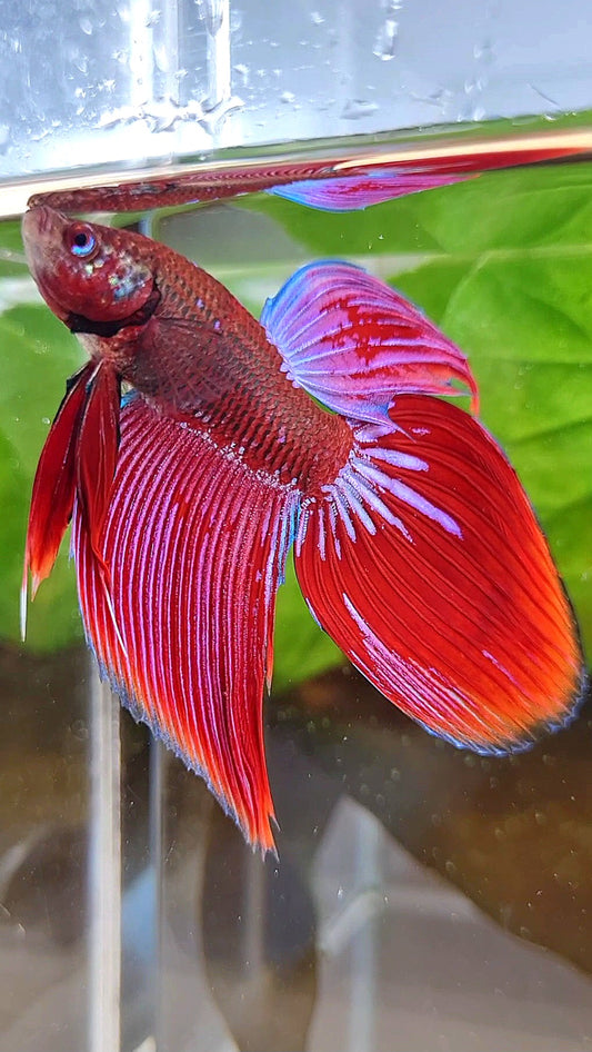 VEILTAIL INUYASHA RED PURPLE GALAXY BETTA FISH