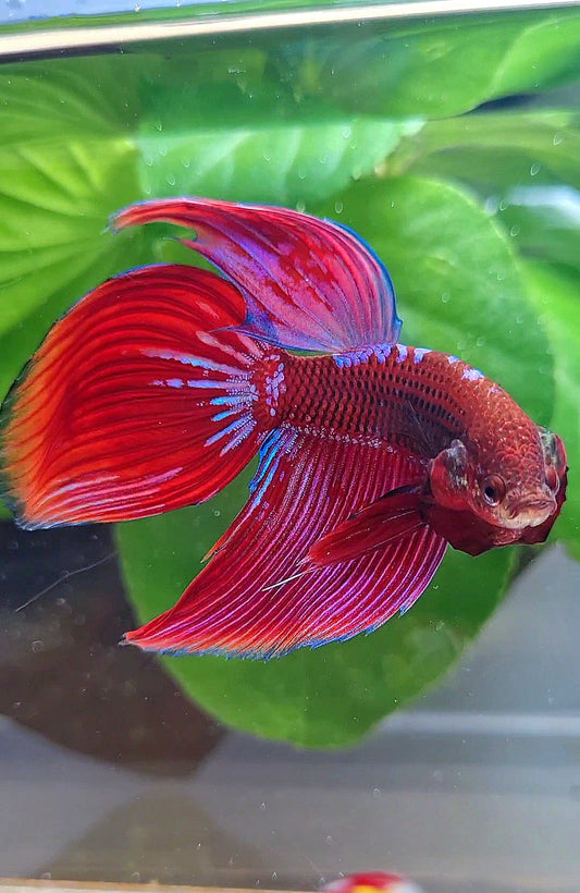 VEILTAIL INUYASHA RED PURPLE GALAXY BETTA FISH