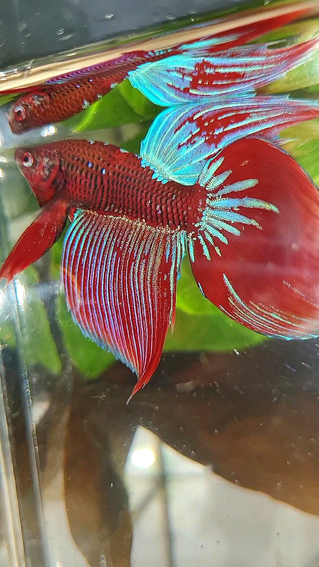VEILTAIL INUYASHA RED PURPLE GALAXY BETTA FISH