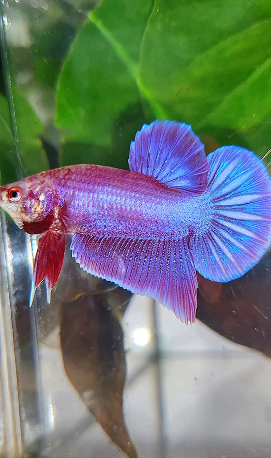 LUXURY PLAKAT PINK AURORA UNICORN BETTA FISH