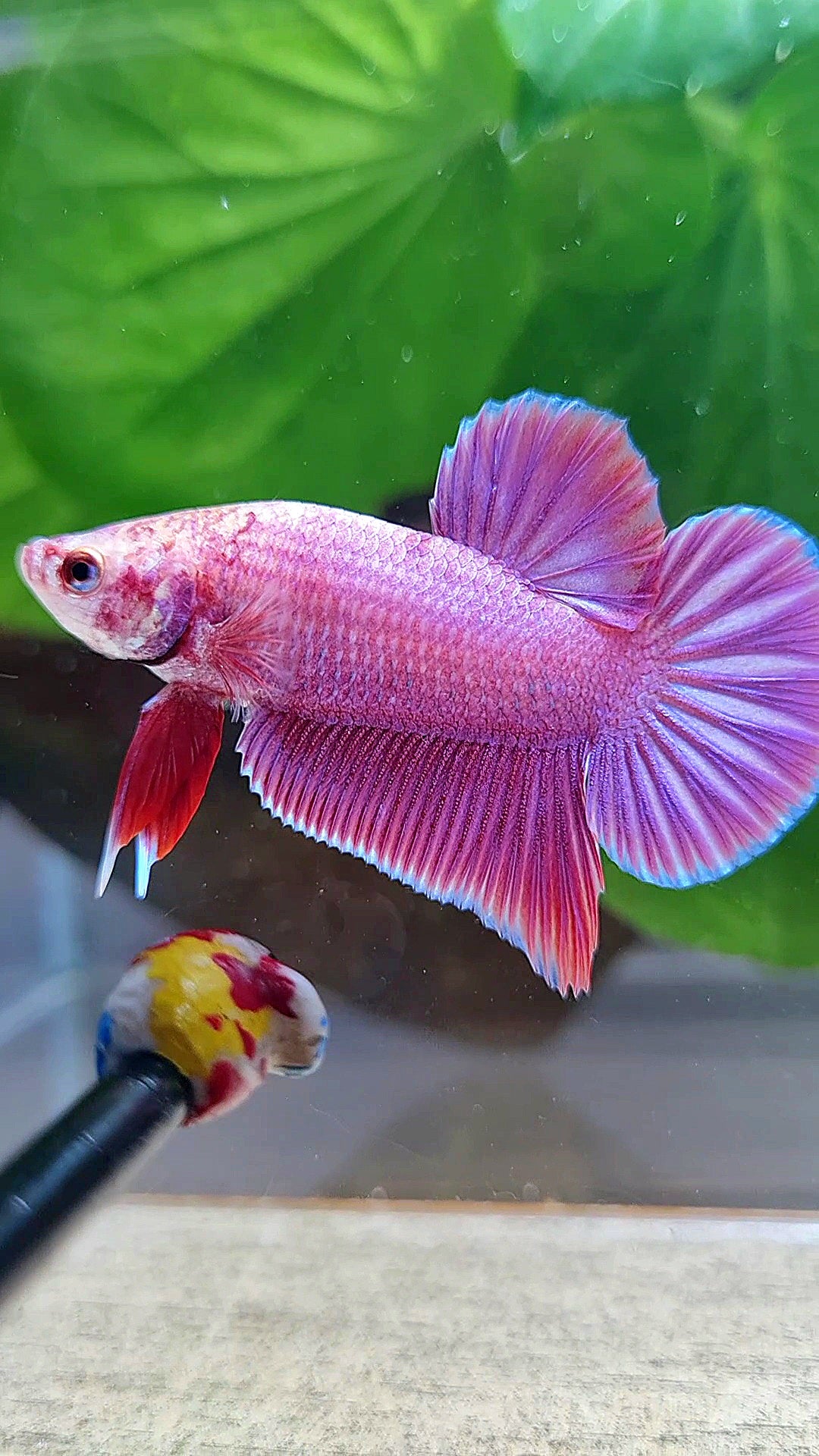 LUXURY PLAKAT PINK AURORA UNICORN BETTA FISH