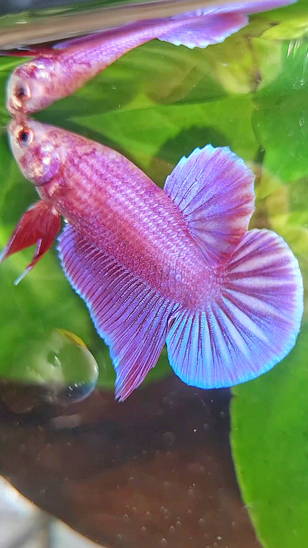 LUXURY PLAKAT PINK AURORA UNICORN BETTA FISH