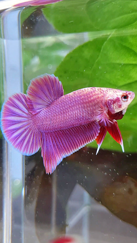 LUXURY PLAKAT PINK AURORA UNICORN BETTA FISH