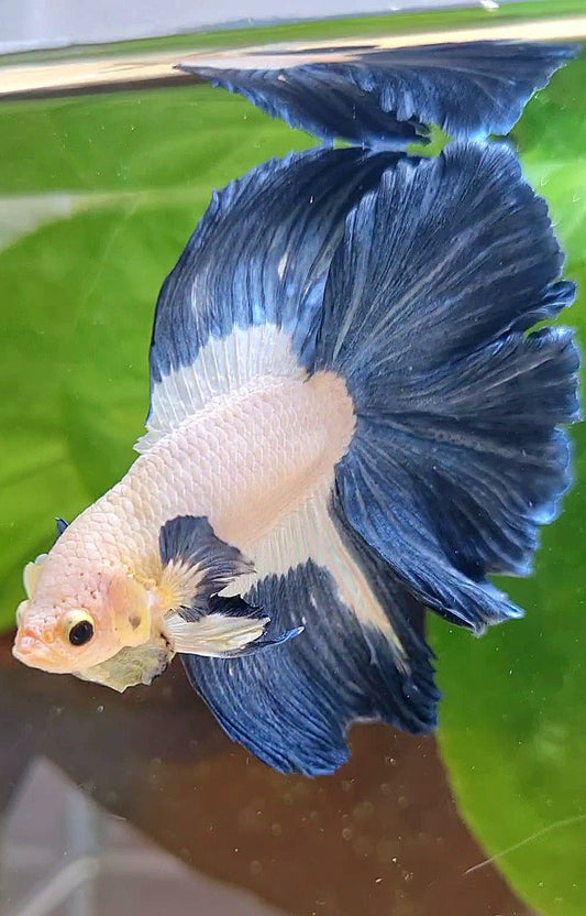 HALFMOON DOUBLE TAIL BLUE RIM PATTERN BETTA FISH