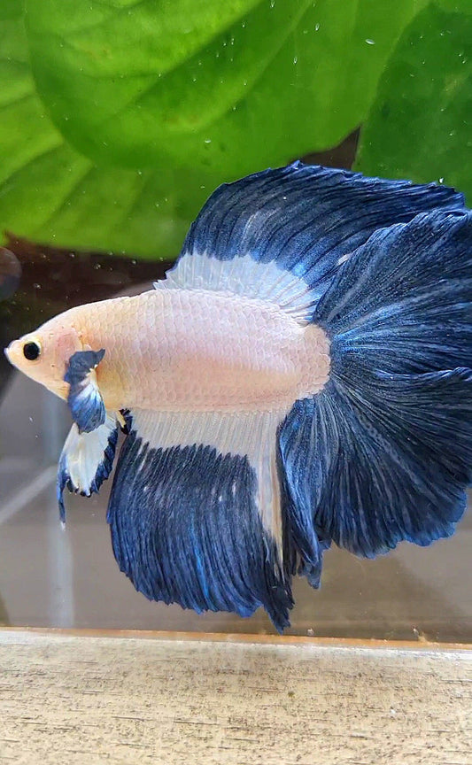 HALFMOON DOUBLE TAIL BLUE RIM PATTERN BETTA FISH