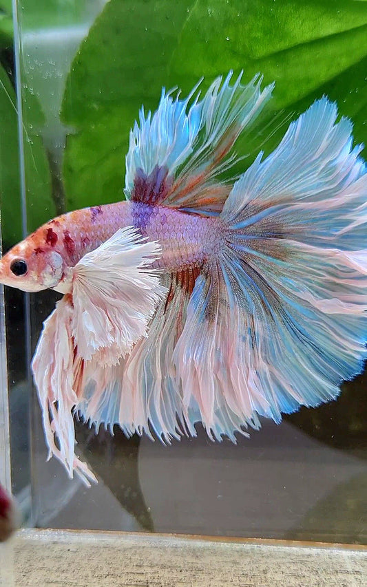 LUXURY KING ROSETAIL HALFMOON SUPER ROSE EAR WHITE CANDY MULTICOLOR BETTA FISH