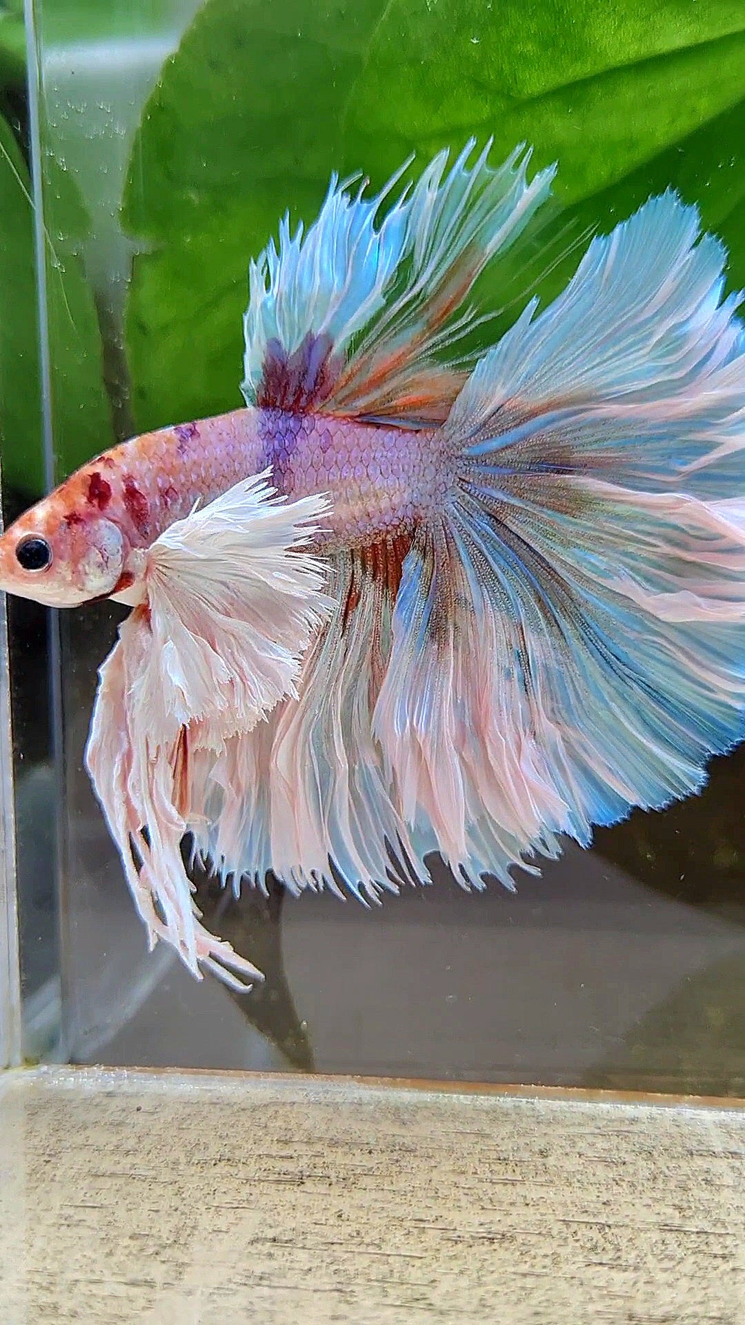 LUXURY KING ROSETAIL HALFMOON SUPER ROSE EAR WHITE CANDY MULTICOLOR BETTA FISH