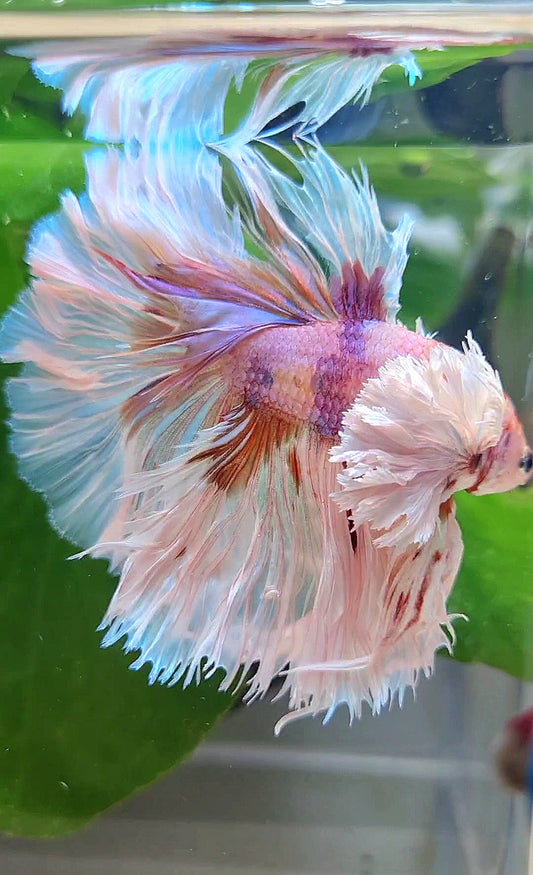LUXURY KING ROSETAIL HALFMOON SUPER ROSE EAR WHITE CANDY MULTICOLOR BETTA FISH