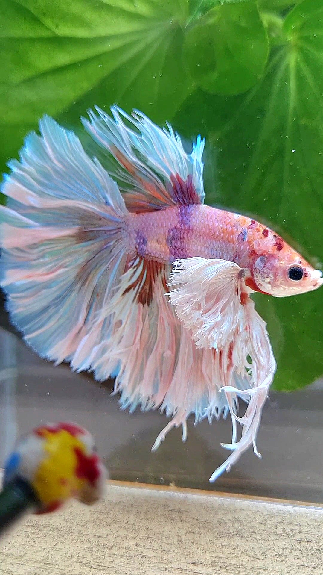 LUXURY KING ROSETAIL HALFMOON SUPER ROSE EAR WHITE CANDY MULTICOLOR BETTA FISH