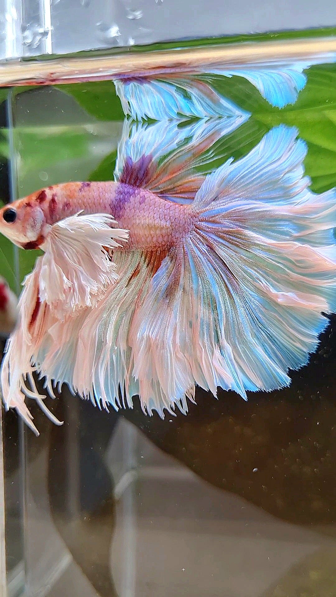 LUXURY KING ROSETAIL HALFMOON SUPER ROSE EAR WHITE CANDY MULTICOLOR BETTA FISH