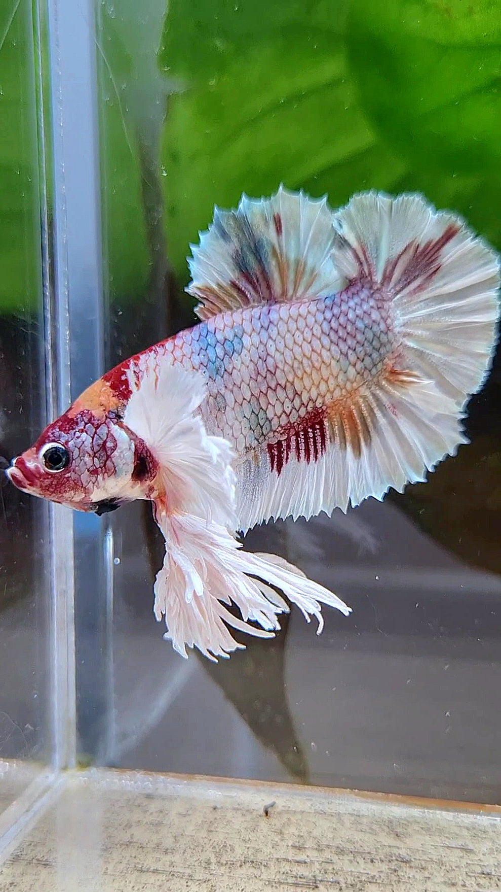 KING PLAKAT DUMBO EAR WHITE FANCY COPPER MULTICOLOR BETTA FISH