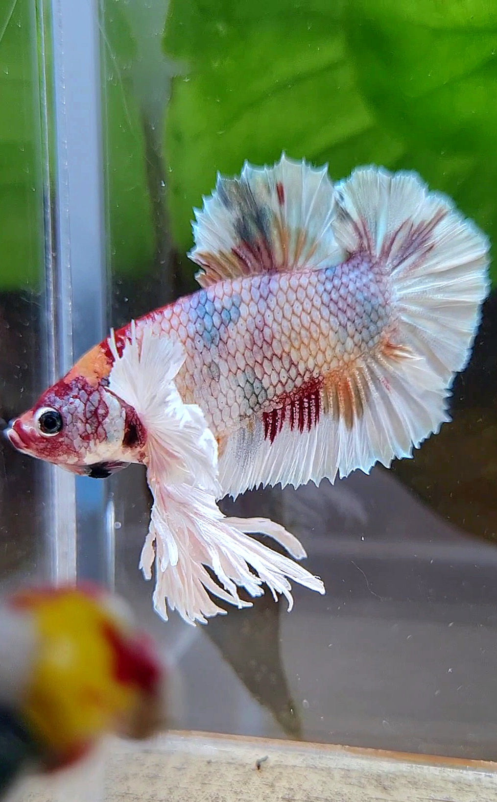 KING PLAKAT DUMBO EAR WHITE FANCY COPPER MULTICOLOR BETTA FISH