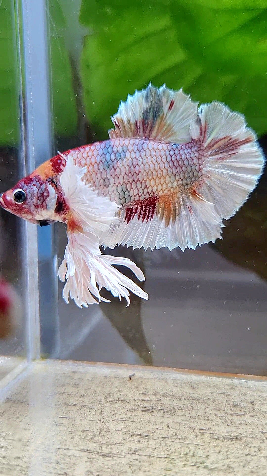 KING PLAKAT DUMBO EAR WHITE FANCY COPPER MULTICOLOR BETTA FISH