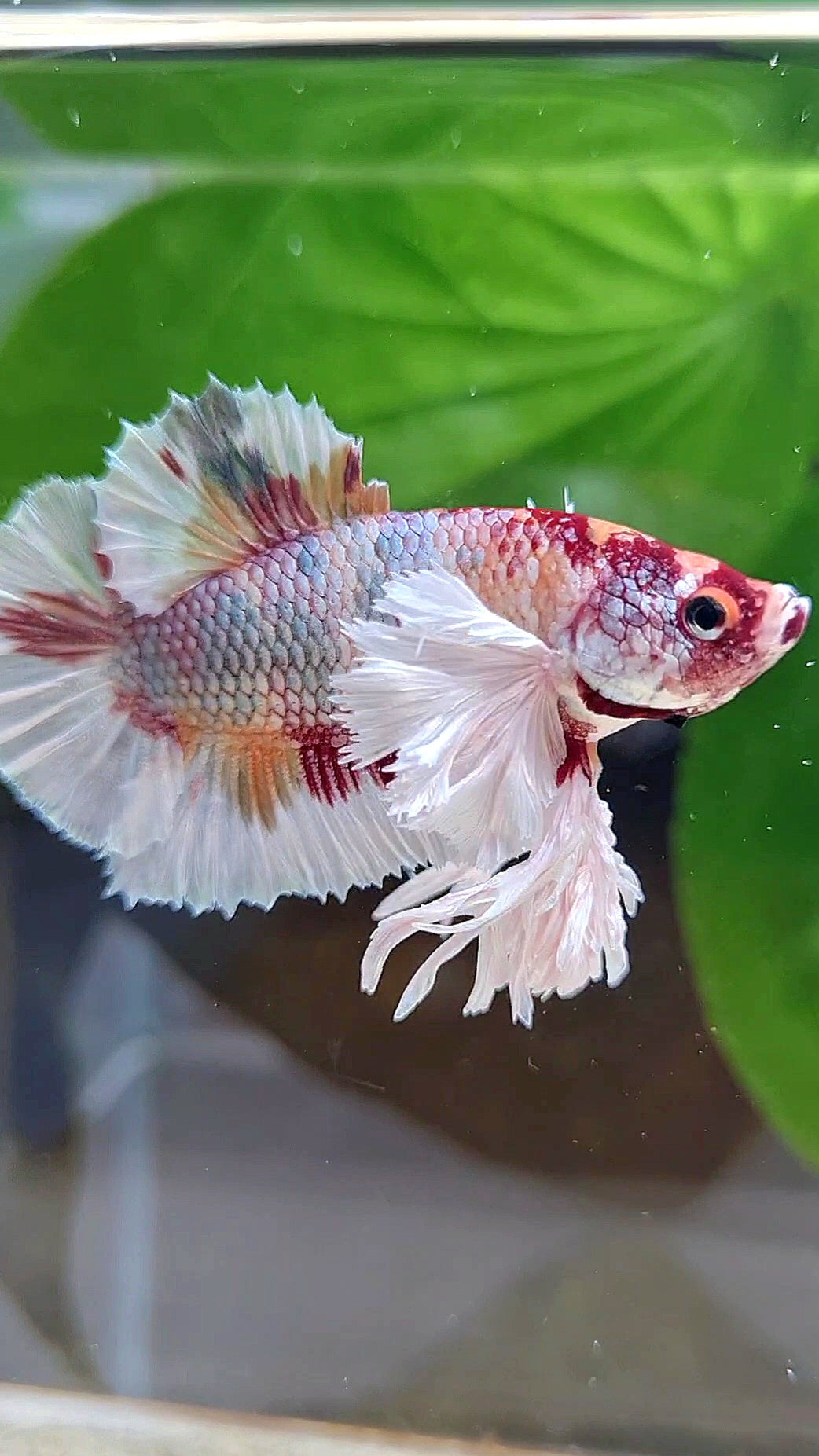 KING PLAKAT DUMBO EAR WHITE FANCY COPPER MULTICOLOR BETTA FISH