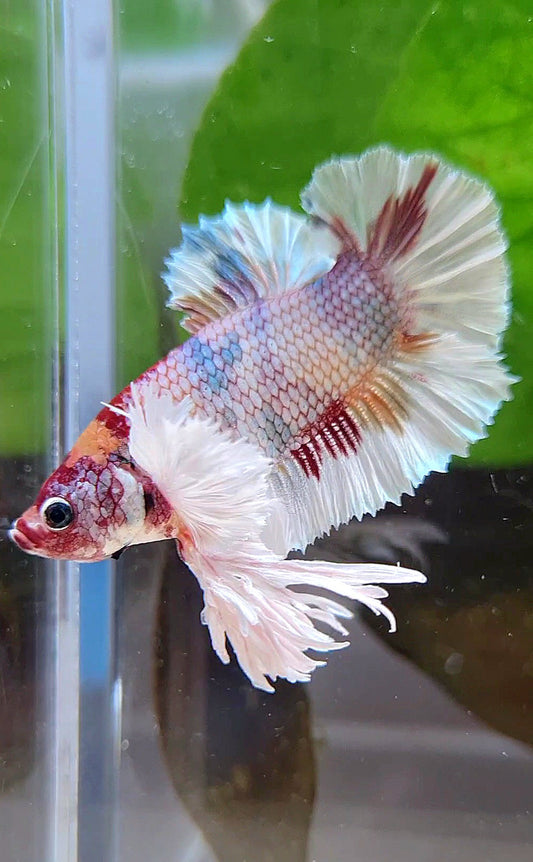KING PLAKAT DUMBO EAR WHITE FANCY COPPER MULTICOLOR BETTA FISH
