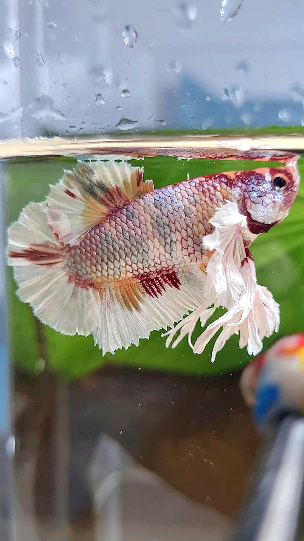 KING PLAKAT DUMBO EAR WHITE FANCY COPPER MULTICOLOR BETTA FISH