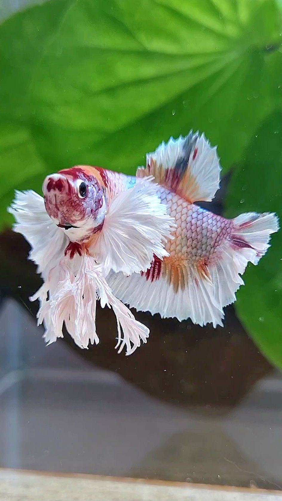 KING PLAKAT DUMBO EAR WHITE FANCY COPPER MULTICOLOR BETTA FISH