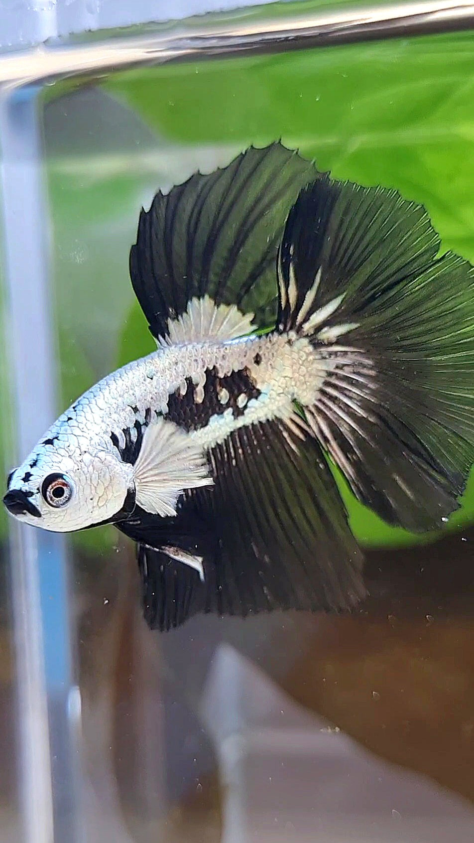 LUXURY HALFMOON ROSETAIL BLACK MAMBA SNOW SAMURAI MASKING BETTA FISH