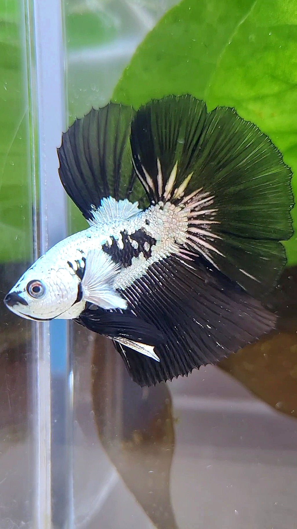 LUXURY HALFMOON ROSETAIL BLACK MAMBA SNOW SAMURAI MASKING BETTA FISH