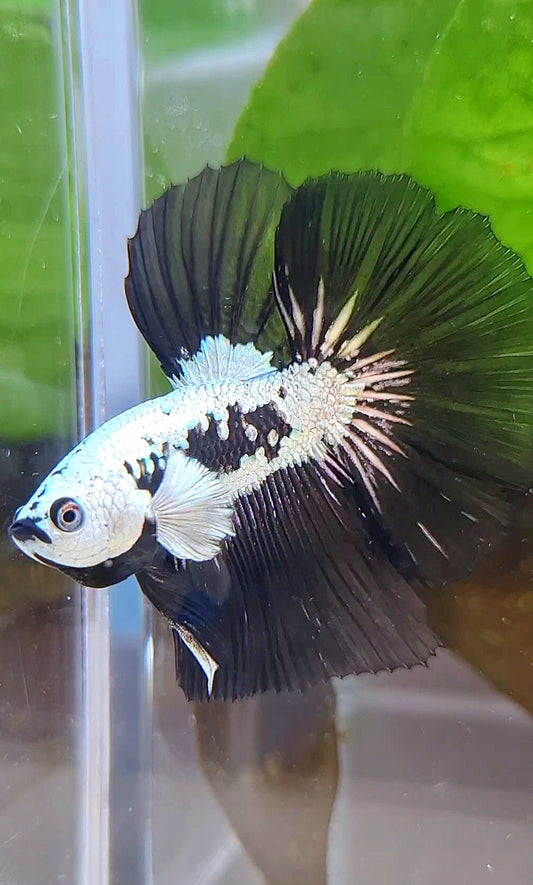 LUXURY HALFMOON ROSETAIL BLACK MAMBA SNOW SAMURAI MASKING BETTA FISH