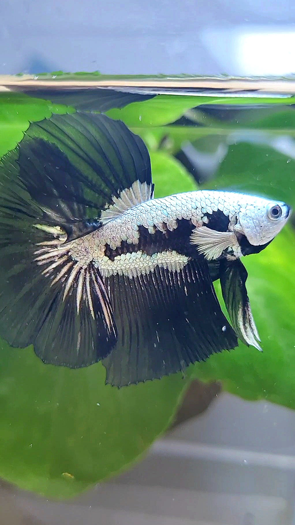 LUXURY HALFMOON ROSETAIL BLACK MAMBA SNOW SAMURAI MASKING BETTA FISH