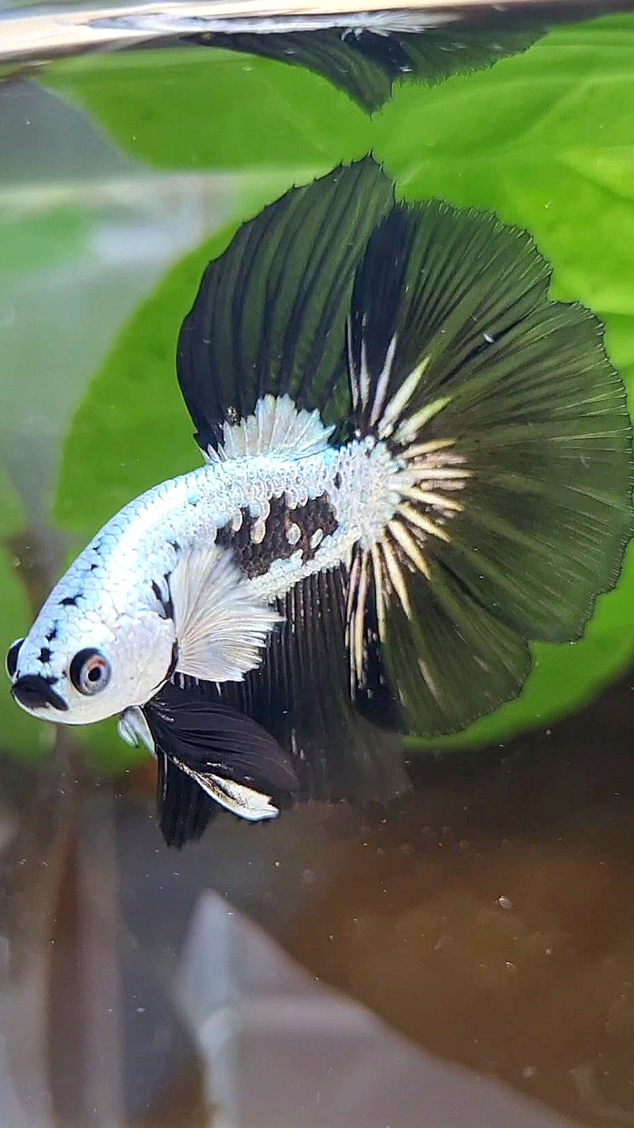 LUXURY HALFMOON ROSETAIL BLACK MAMBA SNOW SAMURAI MASKING BETTA FISH