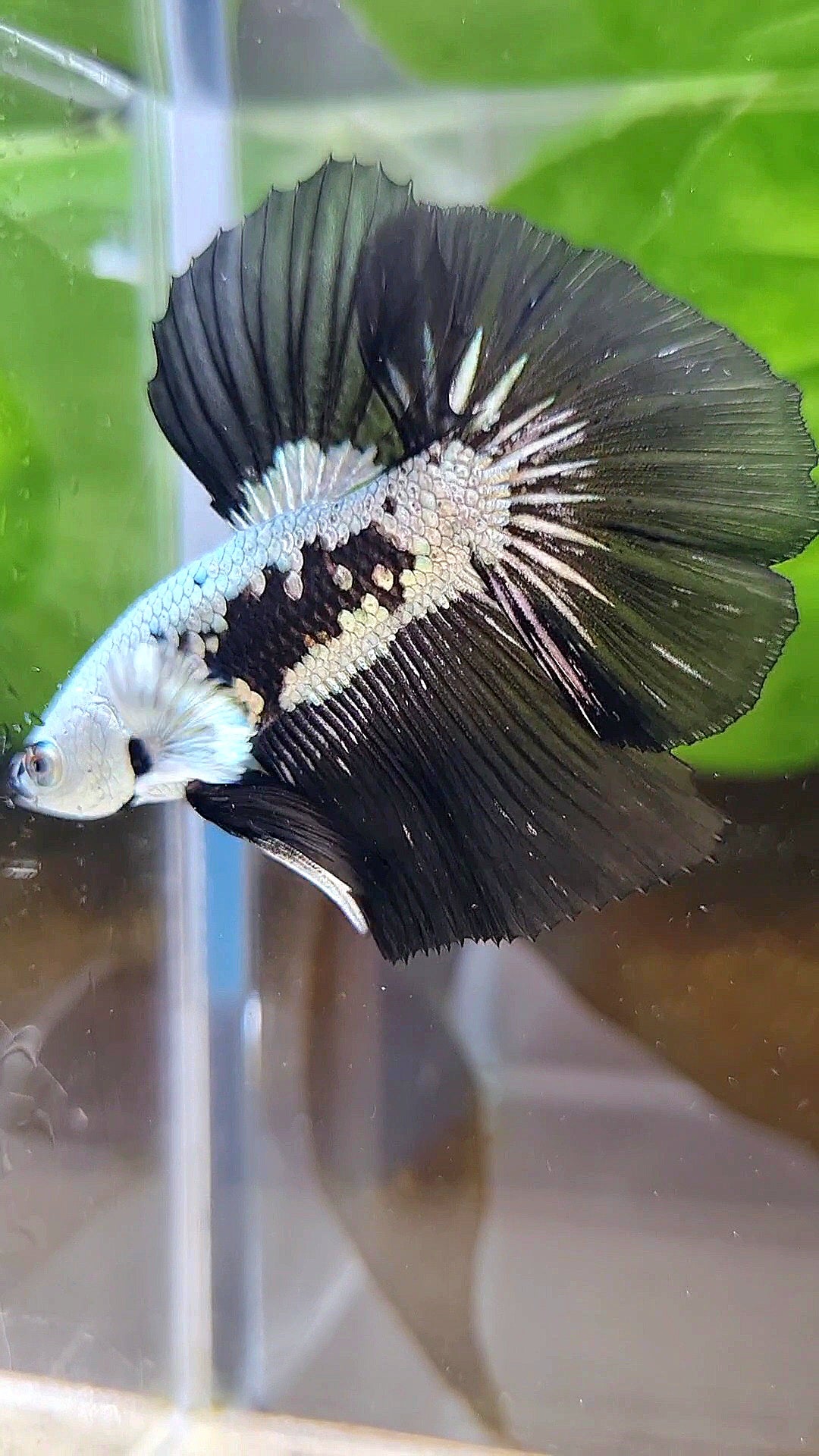 LUXURY HALFMOON ROSETAIL BLACK MAMBA SNOW SAMURAI MASKING BETTA FISH
