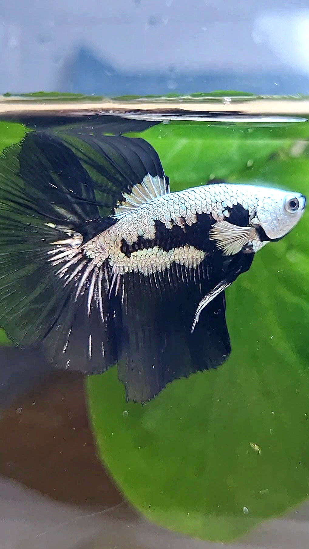 LUXURY HALFMOON ROSETAIL BLACK MAMBA SNOW SAMURAI MASKING BETTA FISH
