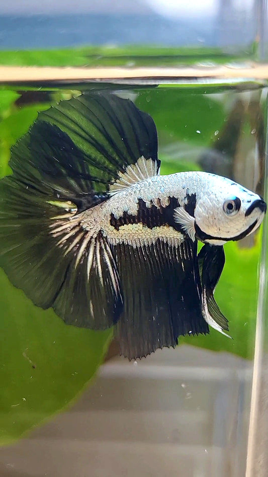 LUXURY HALFMOON ROSETAIL BLACK MAMBA SNOW SAMURAI MASKING BETTA FISH