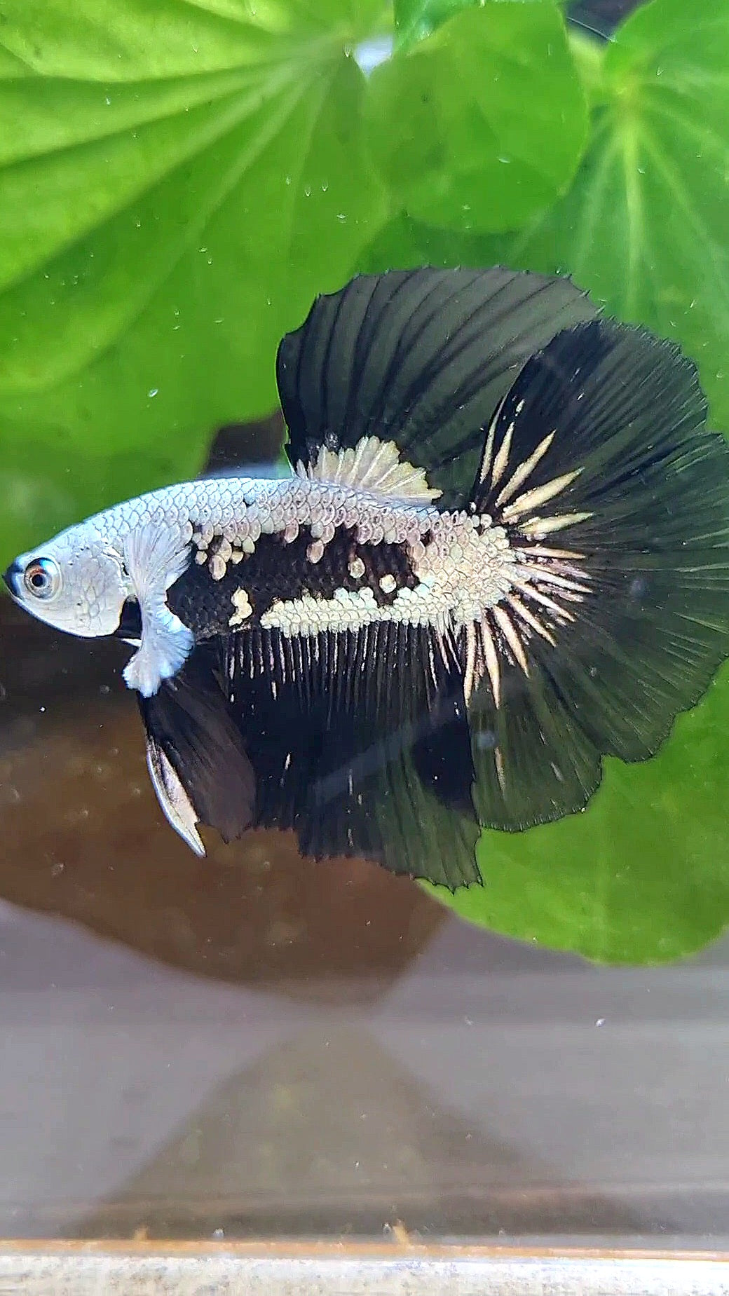 LUXURY HALFMOON ROSETAIL BLACK MAMBA SNOW SAMURAI MASKING BETTA FISH