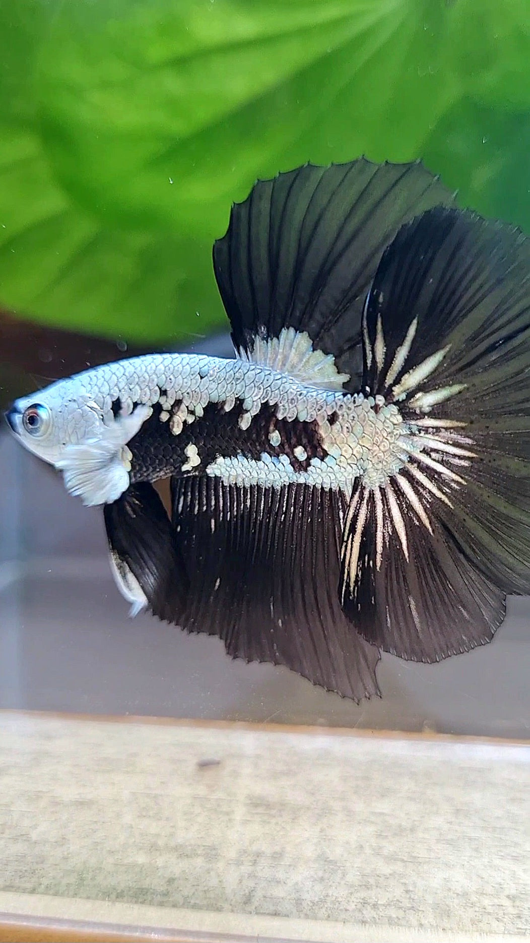 LUXURY HALFMOON ROSETAIL BLACK MAMBA SNOW SAMURAI MASKING BETTA FISH