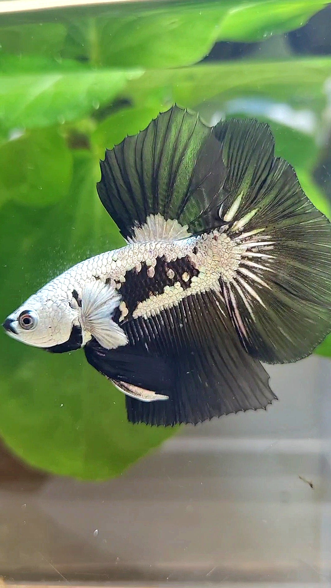 LUXURY HALFMOON ROSETAIL BLACK MAMBA SNOW SAMURAI MASKING BETTA FISH