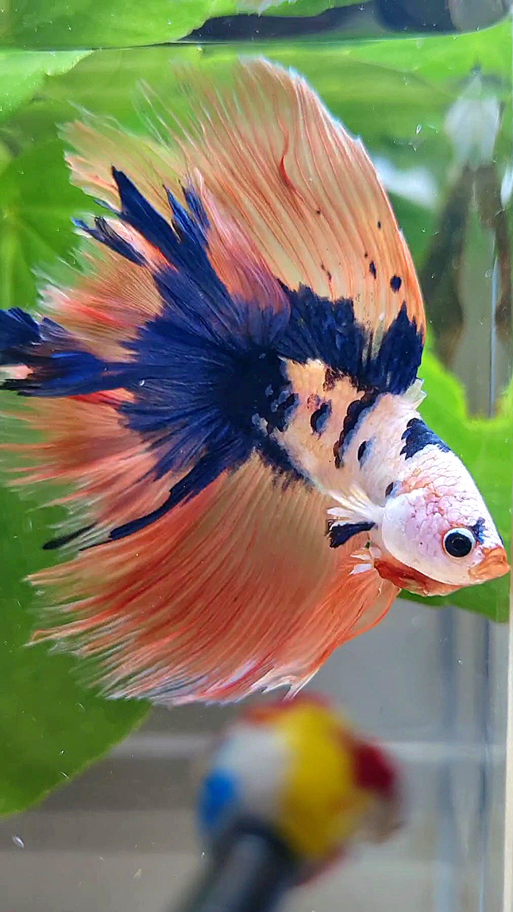 HALFMOON DOUBLE TAIL PINK FLAMINGGO BLUE DOTS MARBLE BETTA FISH minus wart