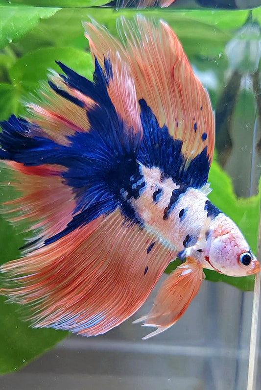 HALFMOON DOUBLE TAIL PINK FLAMINGGO BLUE DOTS MARBLE BETTA FISH minus wart
