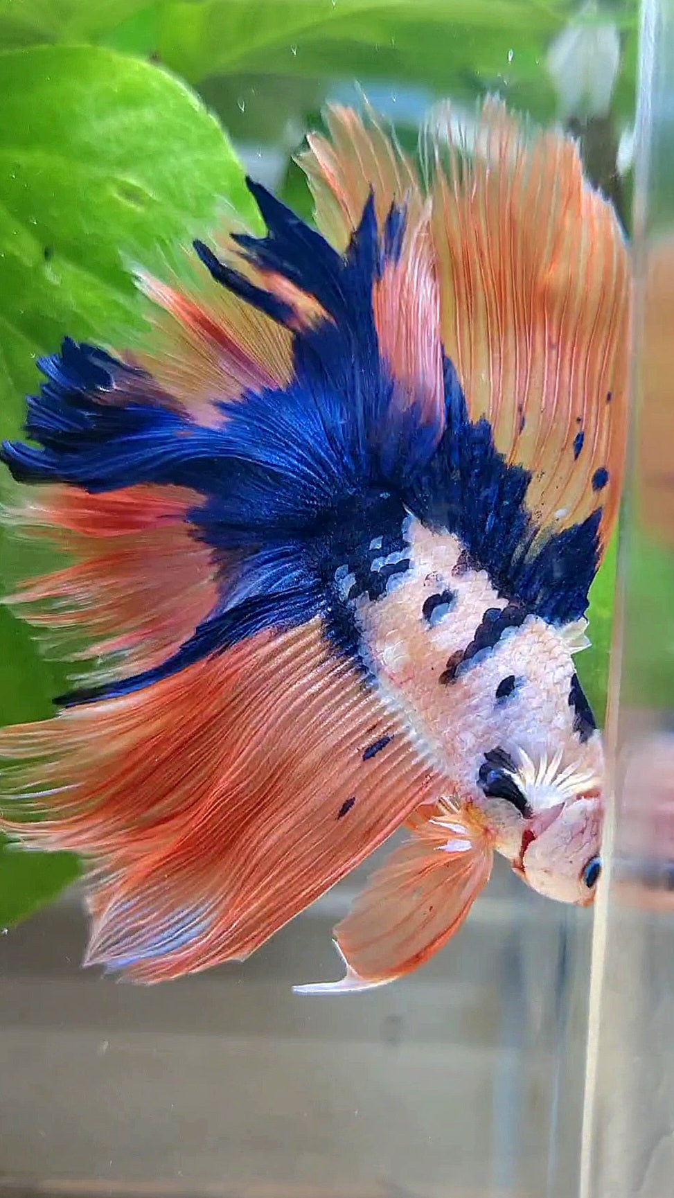 HALFMOON DOUBLE TAIL PINK FLAMINGGO BLUE DOTS MARBLE BETTA FISH minus wart