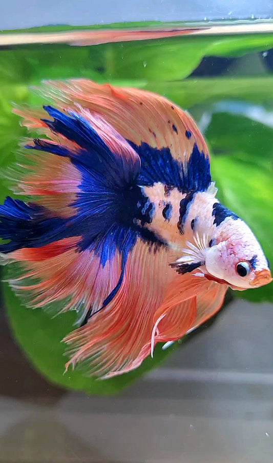 HALFMOON DOUBLE TAIL PINK FLAMINGGO BLUE DOTS MARBLE BETTA FISH minus wart