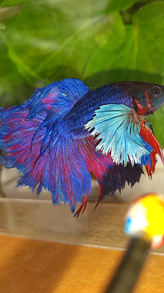 HALFMOON SUPER DUMBO EAR PURPLE BLUE BETTA FISH