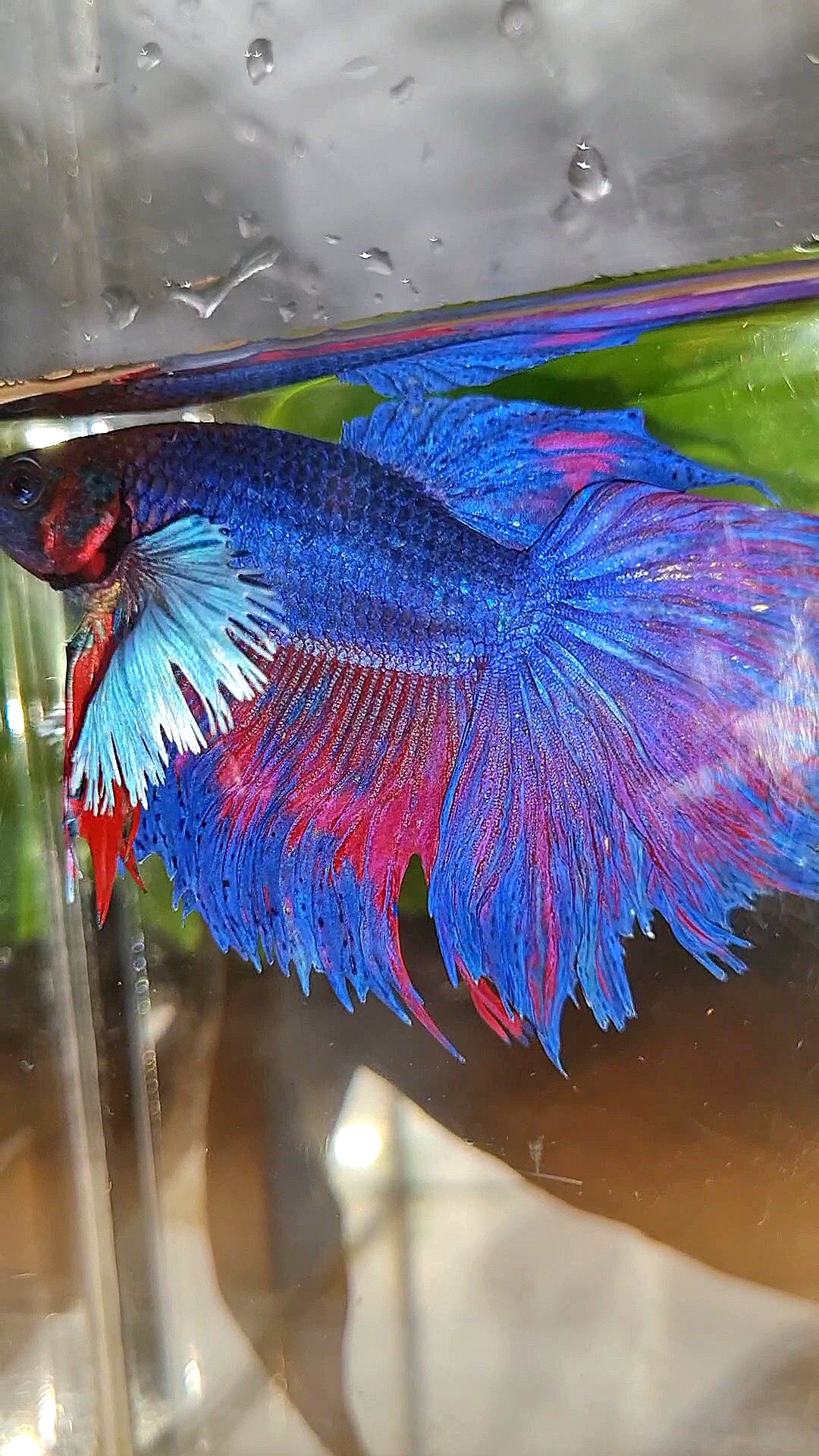 HALFMOON SUPER DUMBO EAR PURPLE BLUE BETTA FISH
