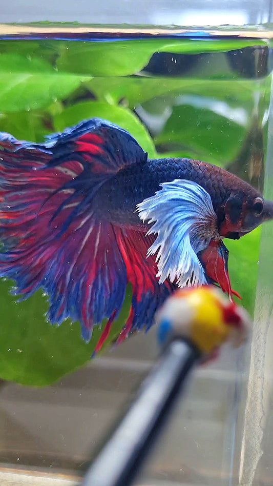 HALFMOON SUPER DUMBO EAR PURPLE BLUE BETTA FISH