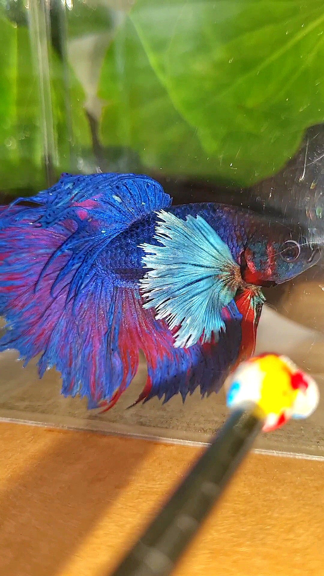 HALFMOON SUPER DUMBO EAR PURPLE BLUE BETTA FISH