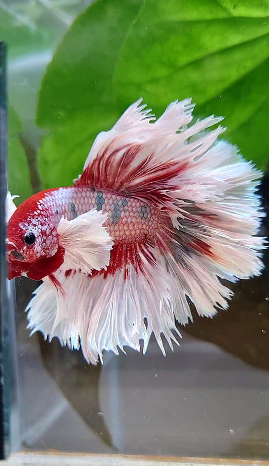 LUXURY HALFMOON CROWNTAIL DUMBO EAR ROSEGOLD FANCY COPPER MULTICOLOR