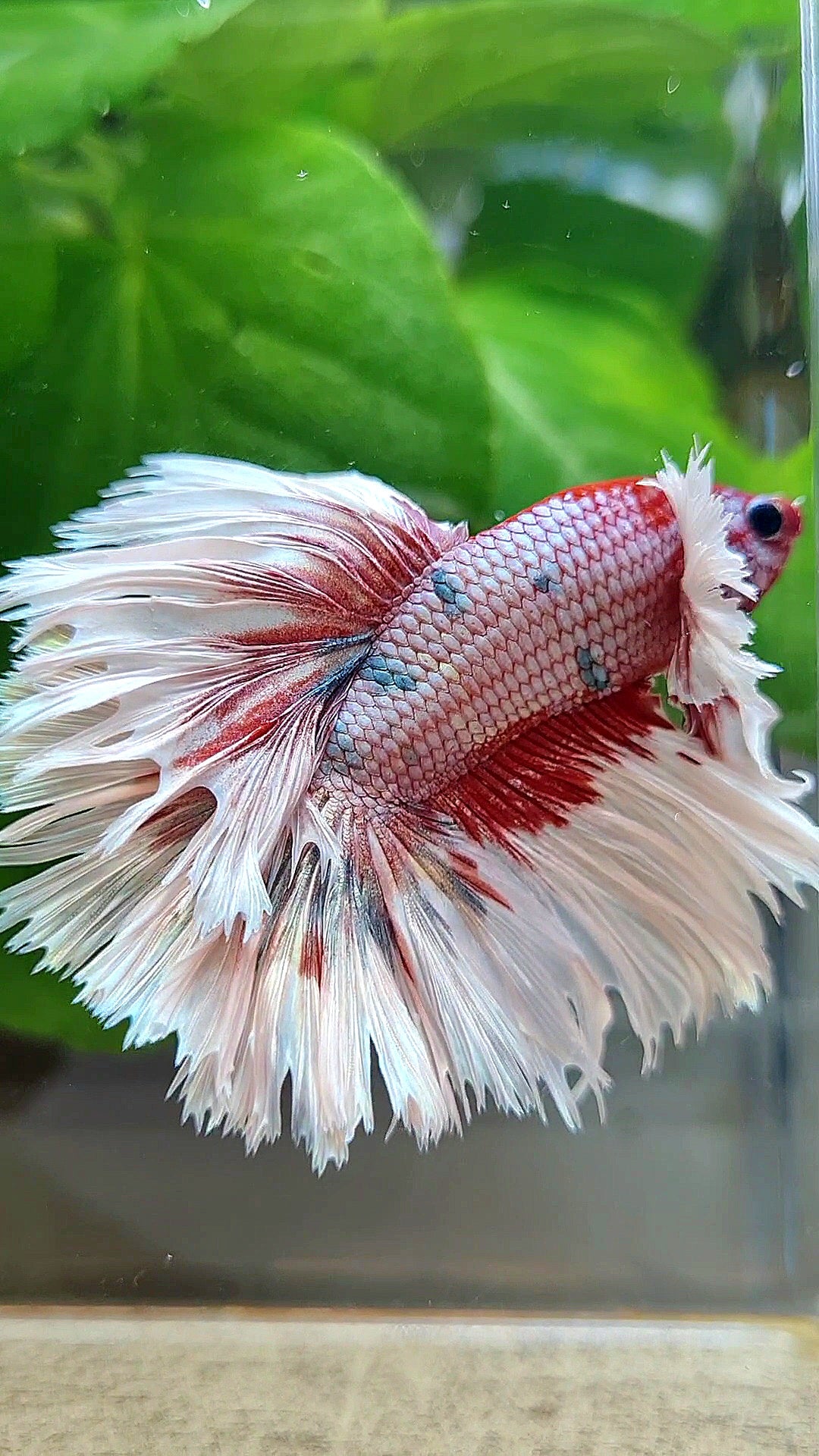 LUXURY HALFMOON CROWNTAIL DUMBO EAR ROSEGOLD FANCY COPPER MULTICOLOR