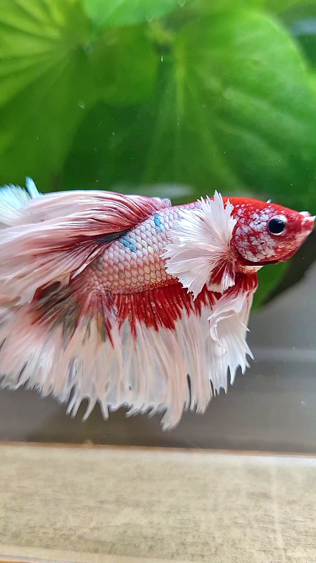 LUXURY HALFMOON CROWNTAIL DUMBO EAR ROSEGOLD FANCY COPPER MULTICOLOR