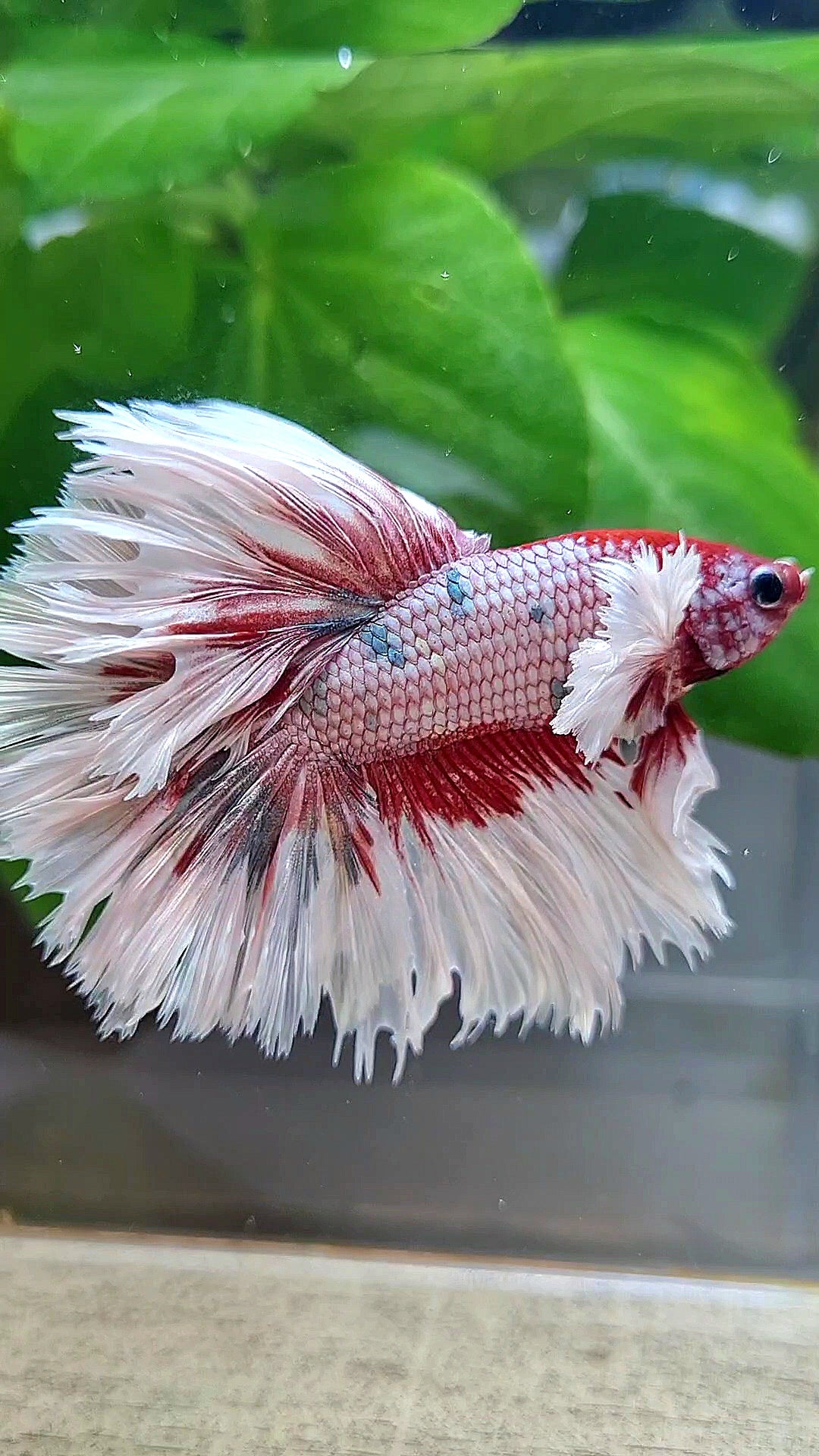 LUXURY HALFMOON CROWNTAIL DUMBO EAR ROSEGOLD FANCY COPPER MULTICOLOR