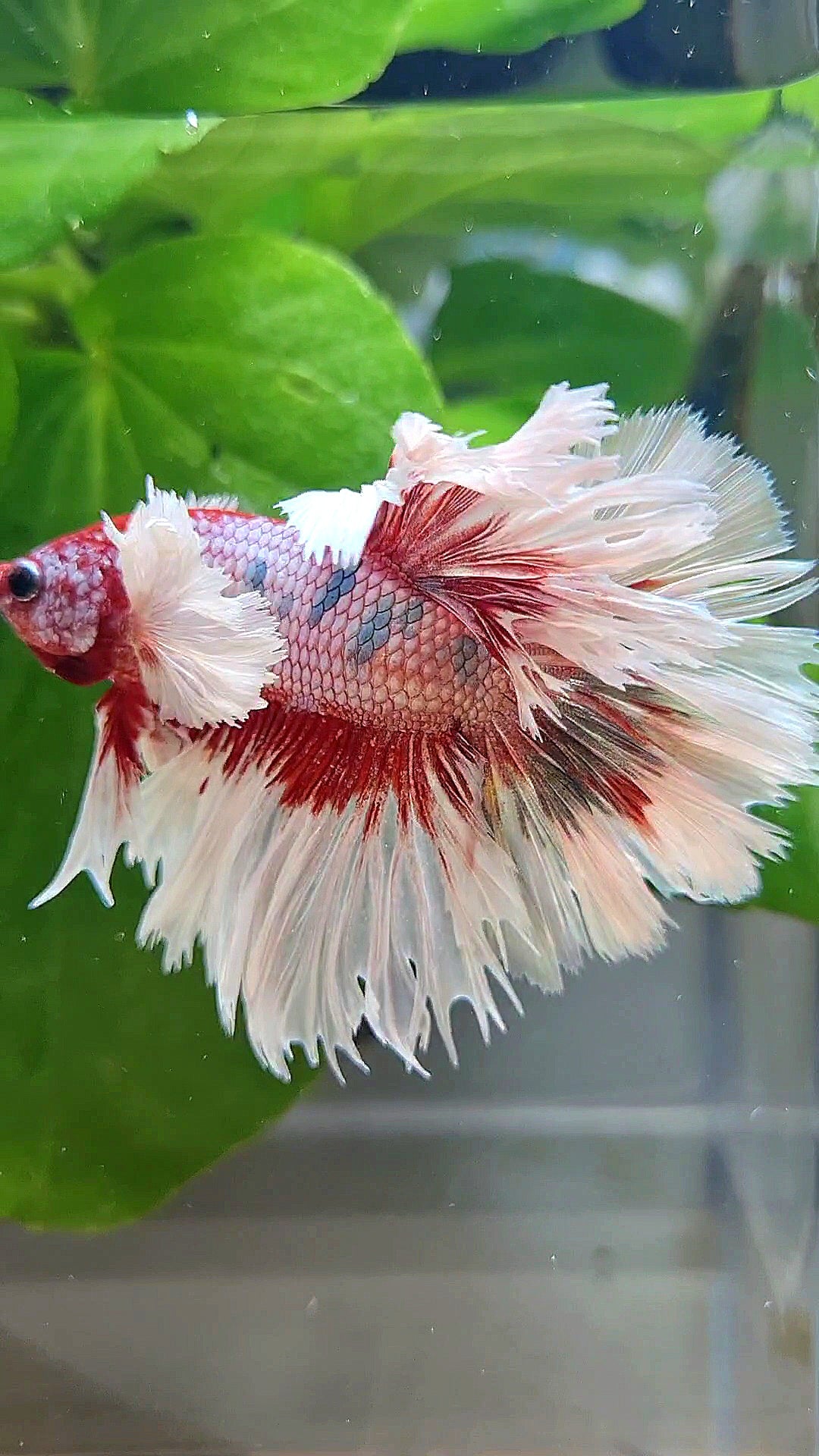 LUXURY HALFMOON CROWNTAIL DUMBO EAR ROSEGOLD FANCY COPPER MULTICOLOR