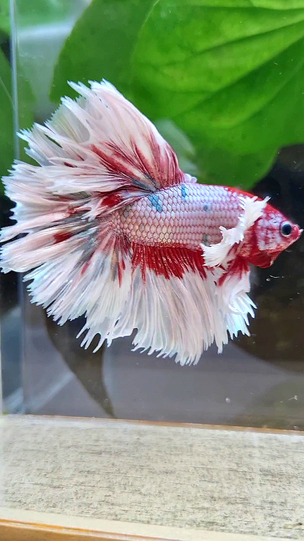 LUXURY HALFMOON CROWNTAIL DUMBO EAR ROSEGOLD FANCY COPPER MULTICOLOR